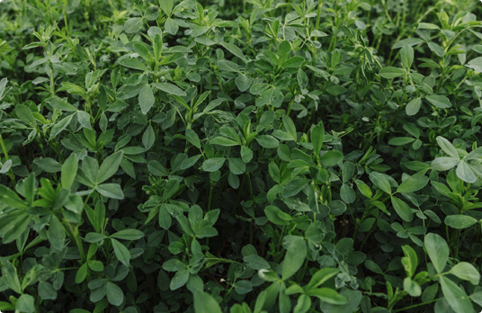 alfalfa field