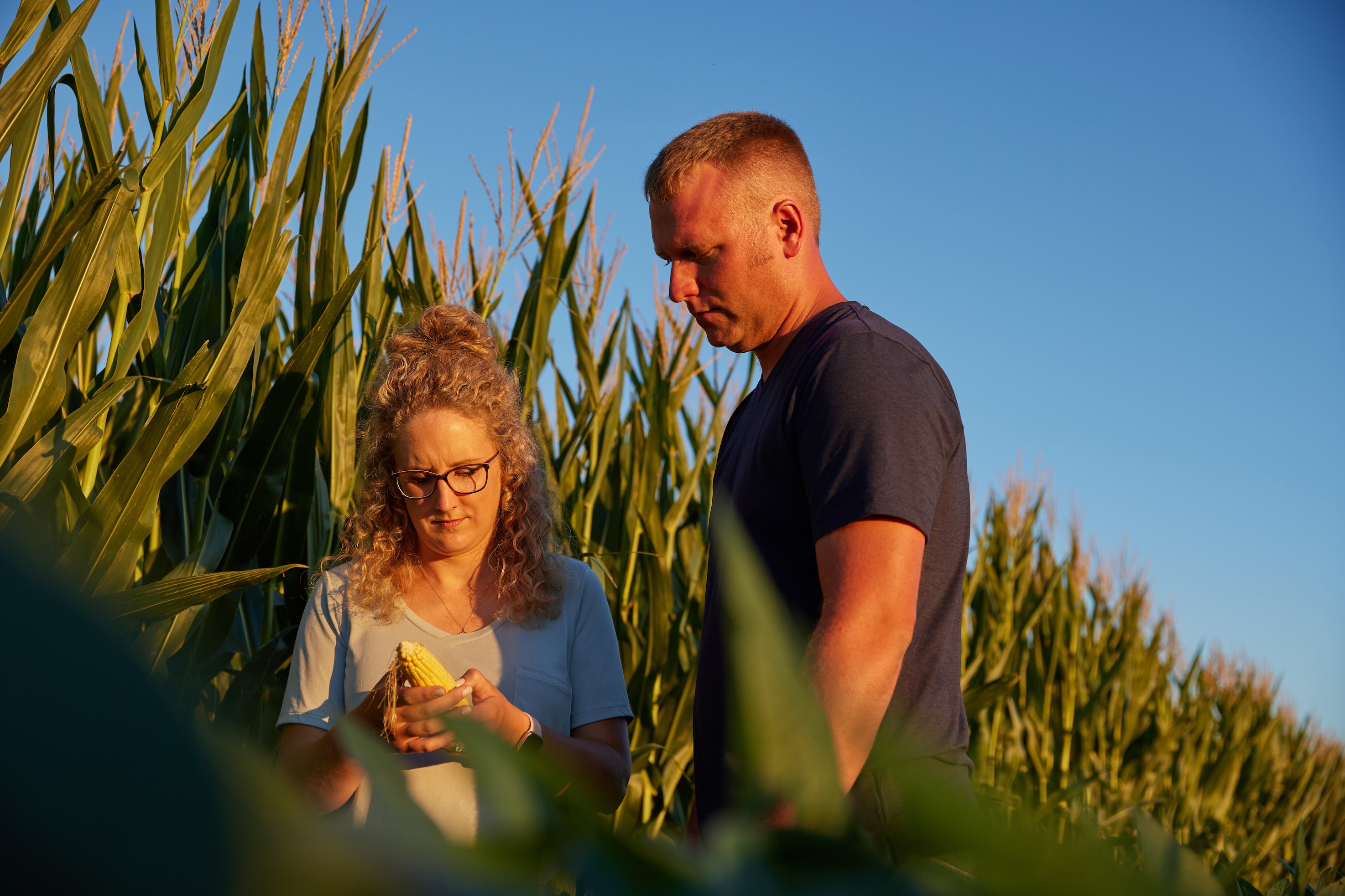 Two people in a cornfield inspecting an ear of corn.