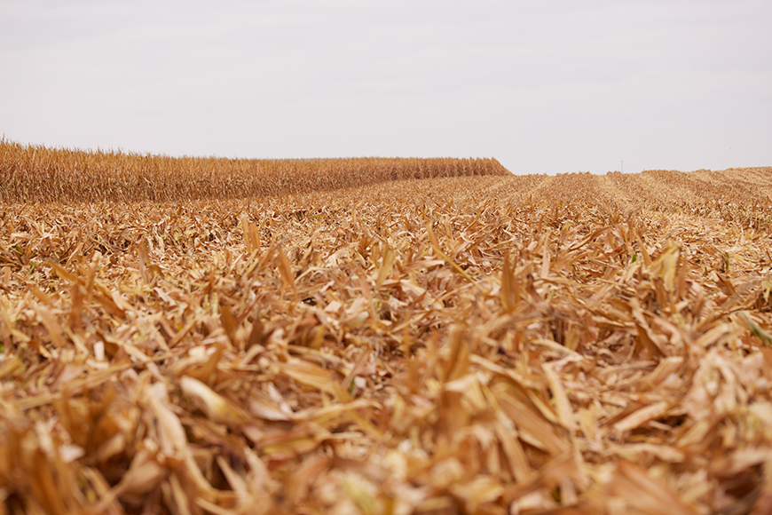 Partially harvested corn field.