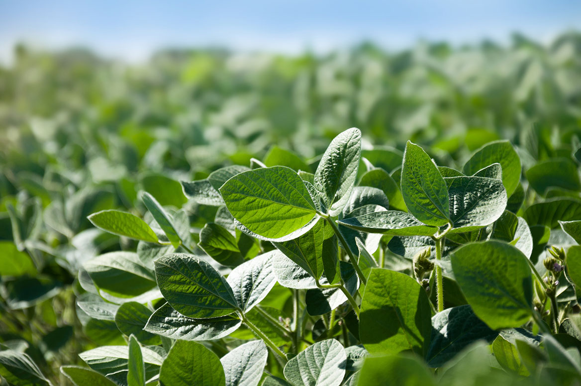 Mid-season soybean field.