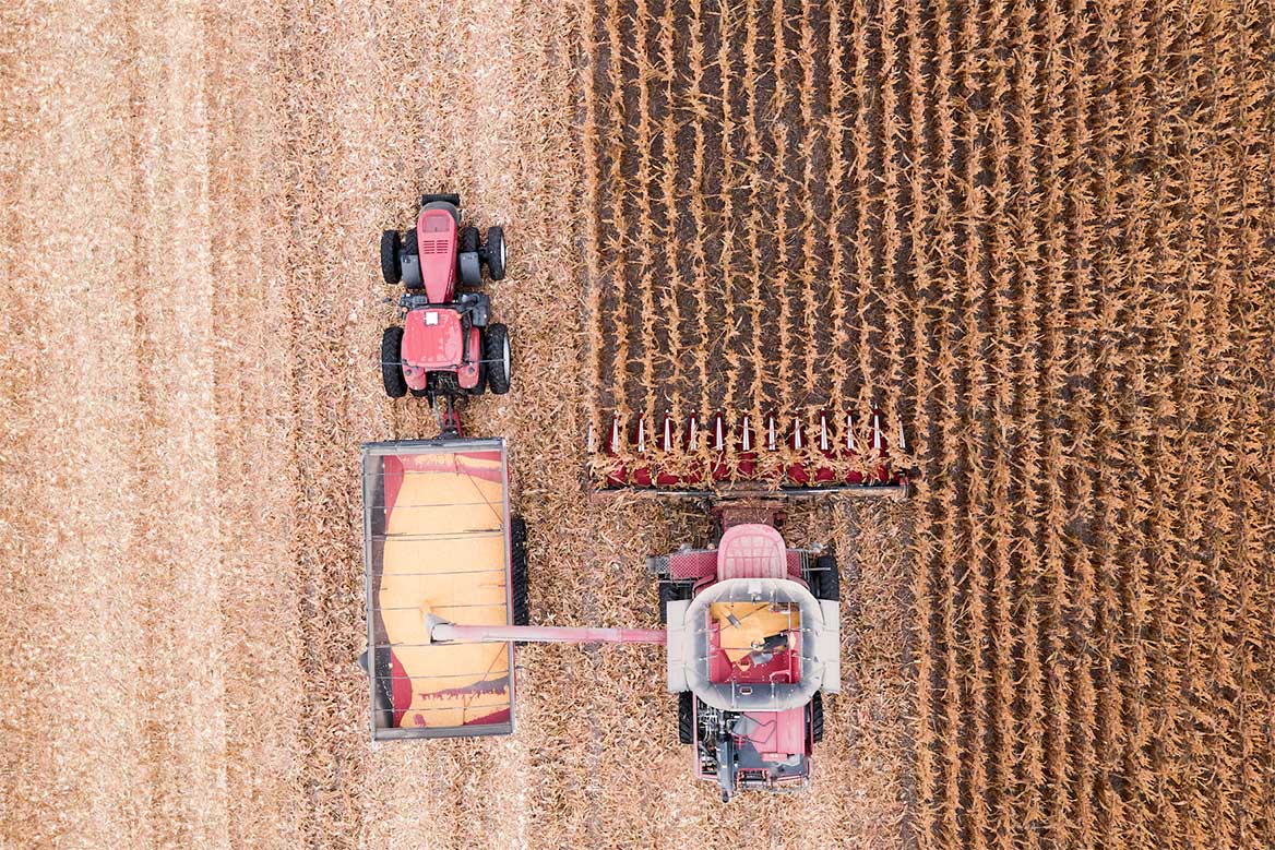 Aerial shot of combine harvesting corn in the fall. 