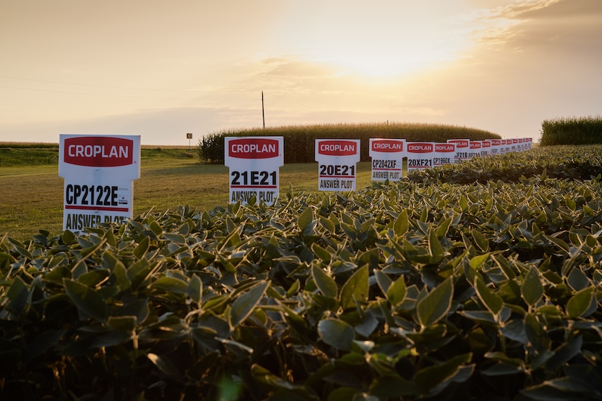 Picture of a soybean field with a row of signs