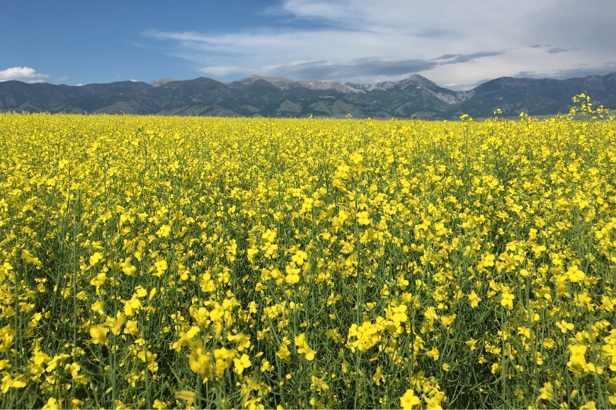 Field of flowering canola with a mountain in the background.