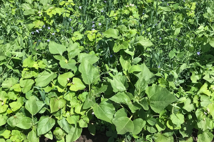 Cover crop growing in a field.