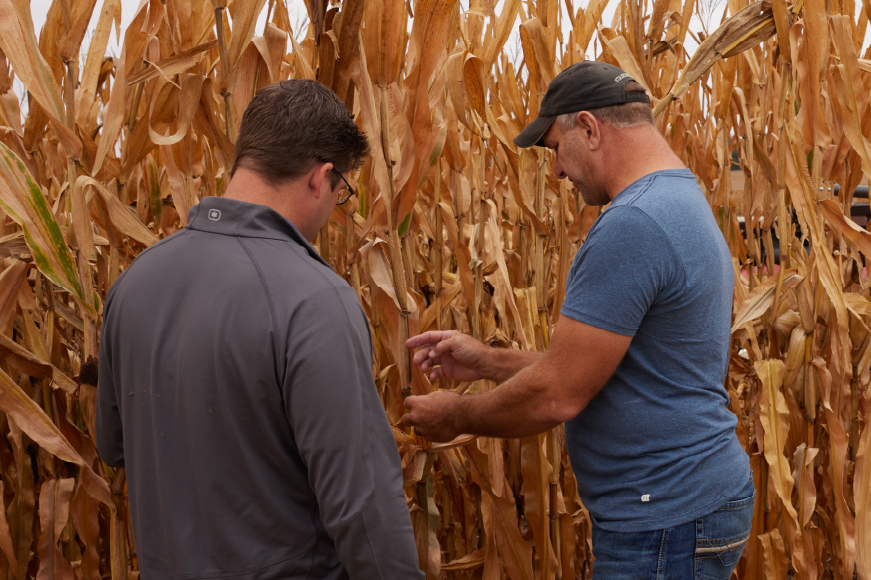 Grower and retailer examining corn stalks around harvest season 