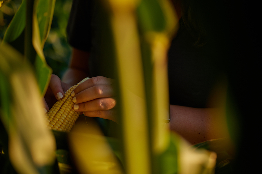 Examining corn mid-season