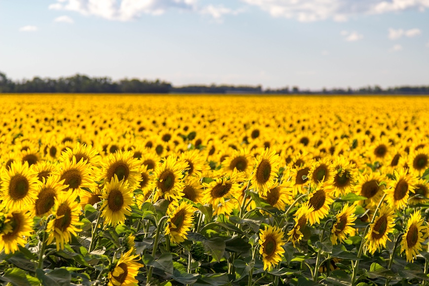 Sunflower field