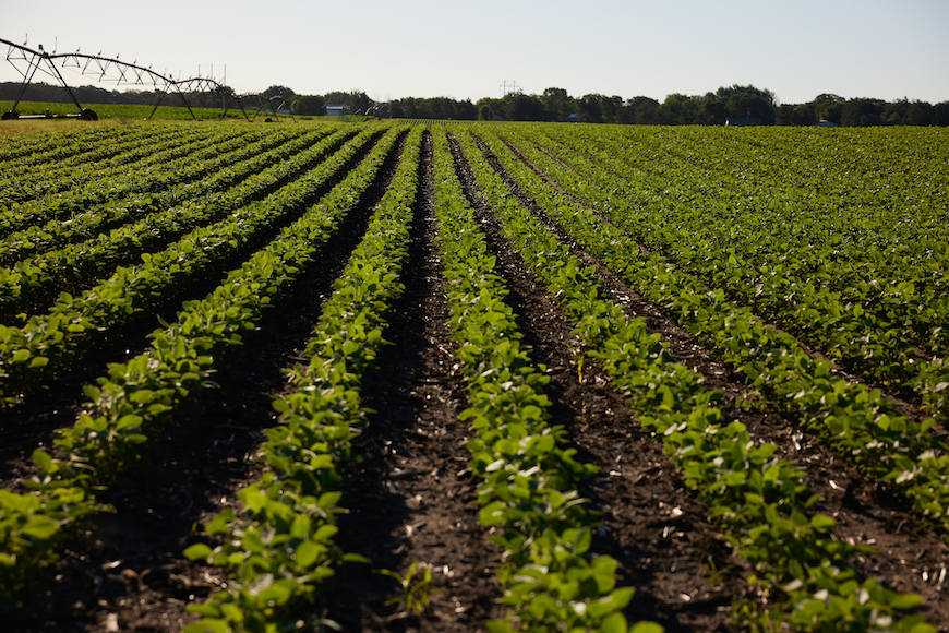 Rows of healthy soybeans in field