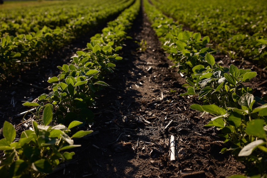 Soybean field