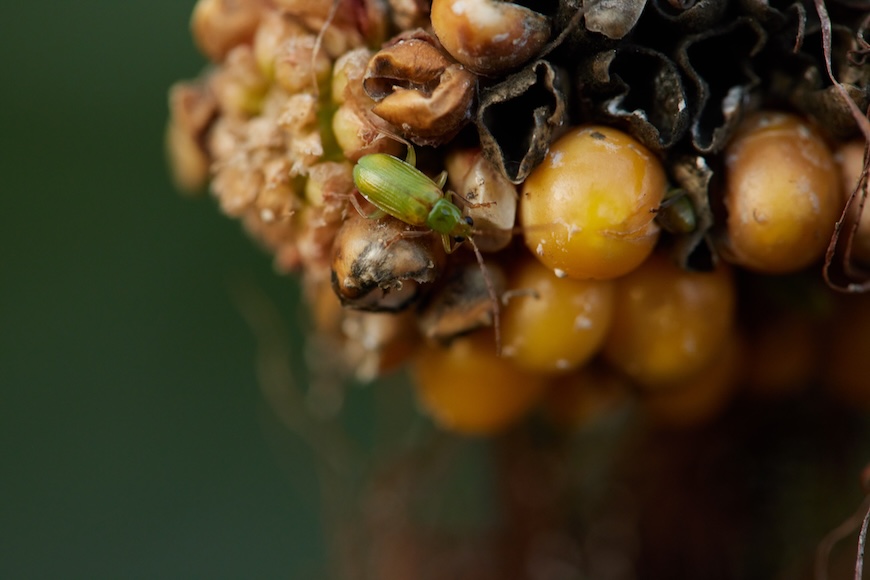 Insect on a damaged ear of corn 