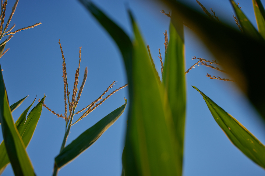 Close up image of corn tassels