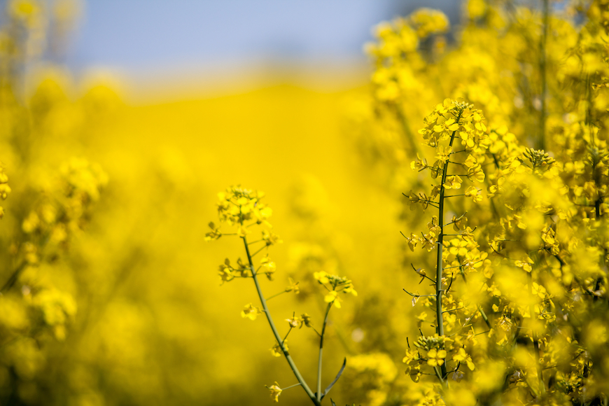 CROPLAN® canola Answer Plot® trial