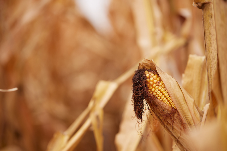 Corn stalk at harvest 
