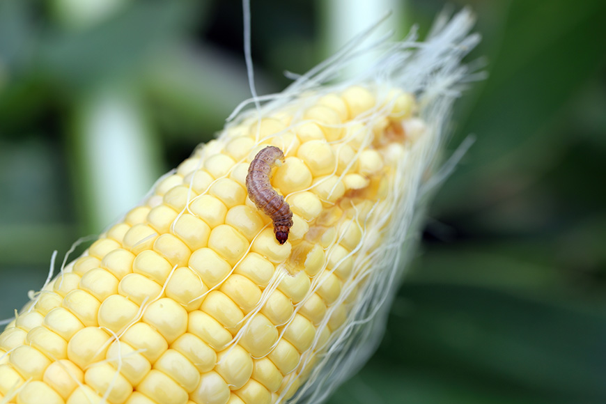 European corn borer caterpillar crawling on a corn ear.