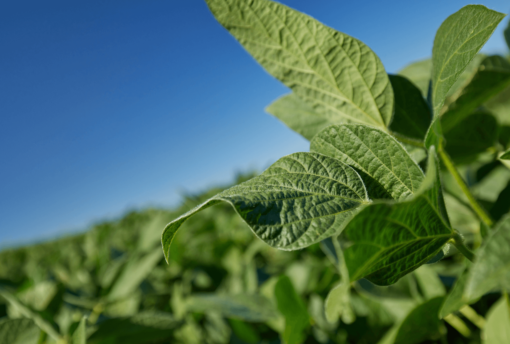 Close up shot of a soybean leaf in field. 