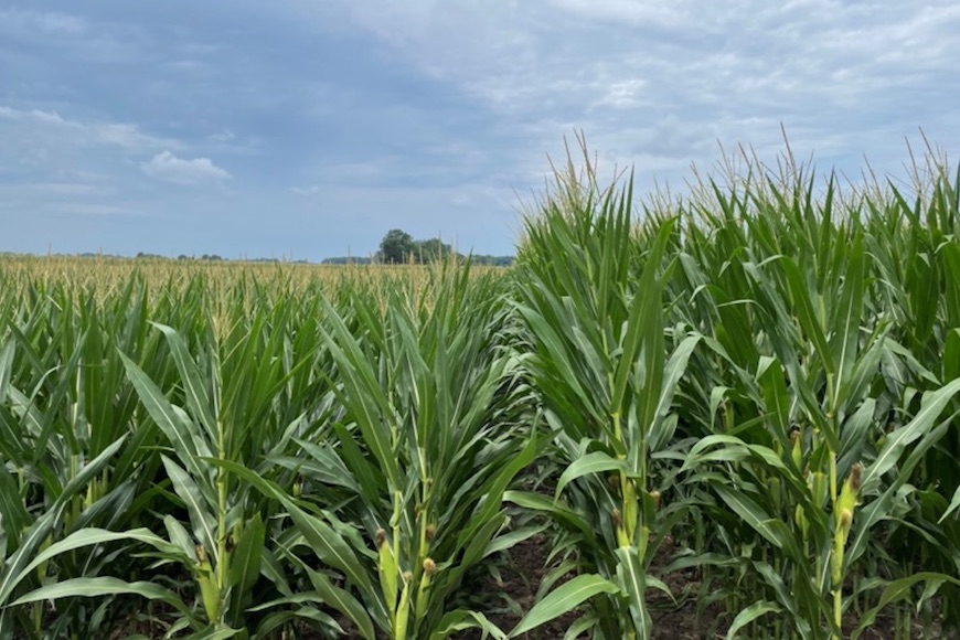 A comparison of short-stature and full-stature corn grown side by side.