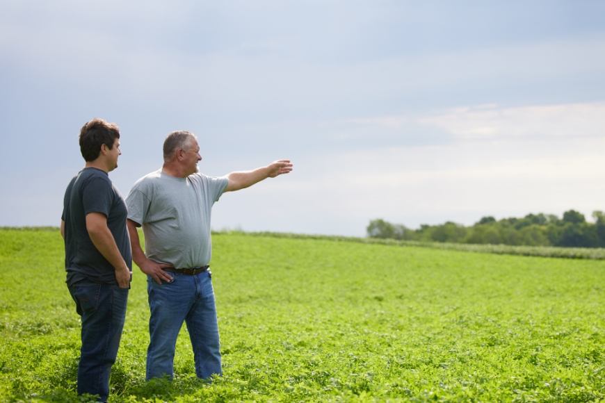 Two men standing in an alfalfa field