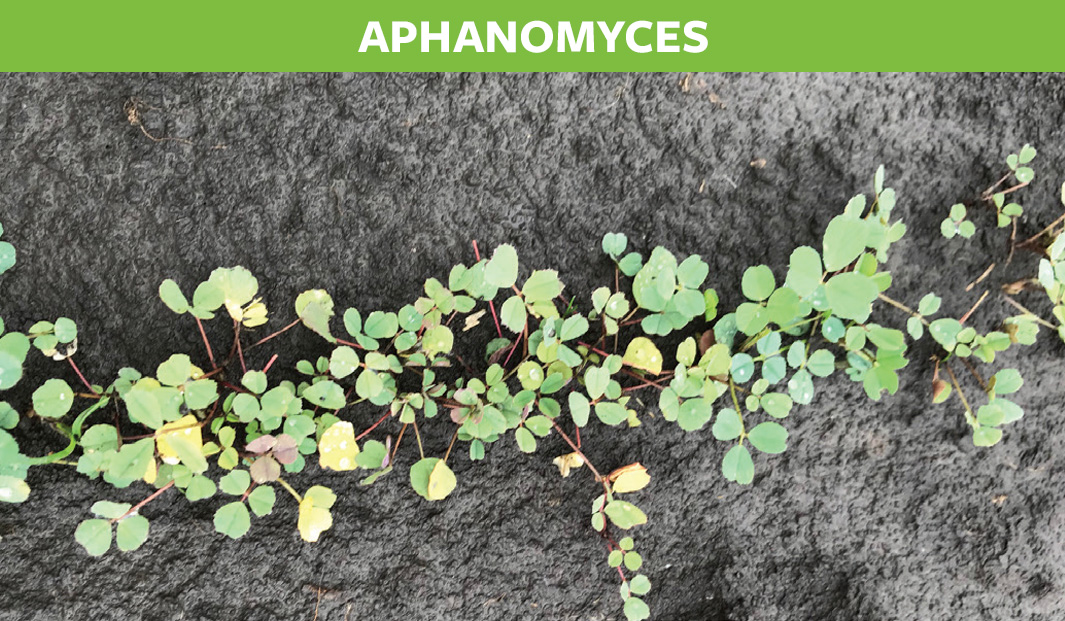 Aphanomyces