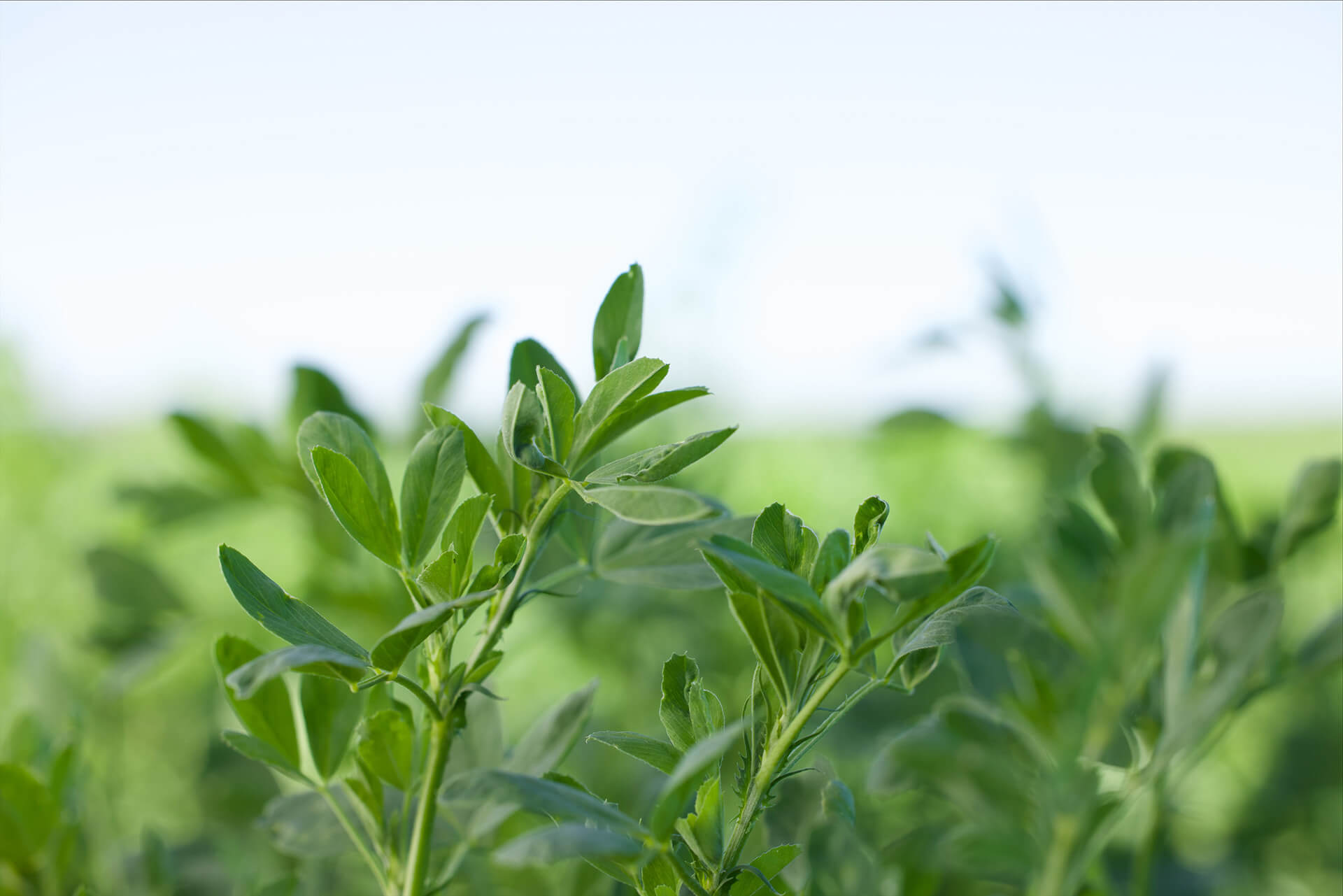 Close up of alfalfa plant in field