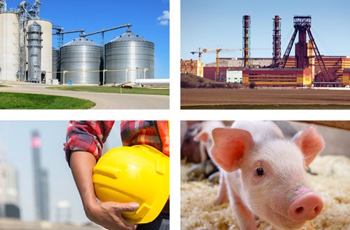 grain silo, person holding hardhat, pig smiling at camera