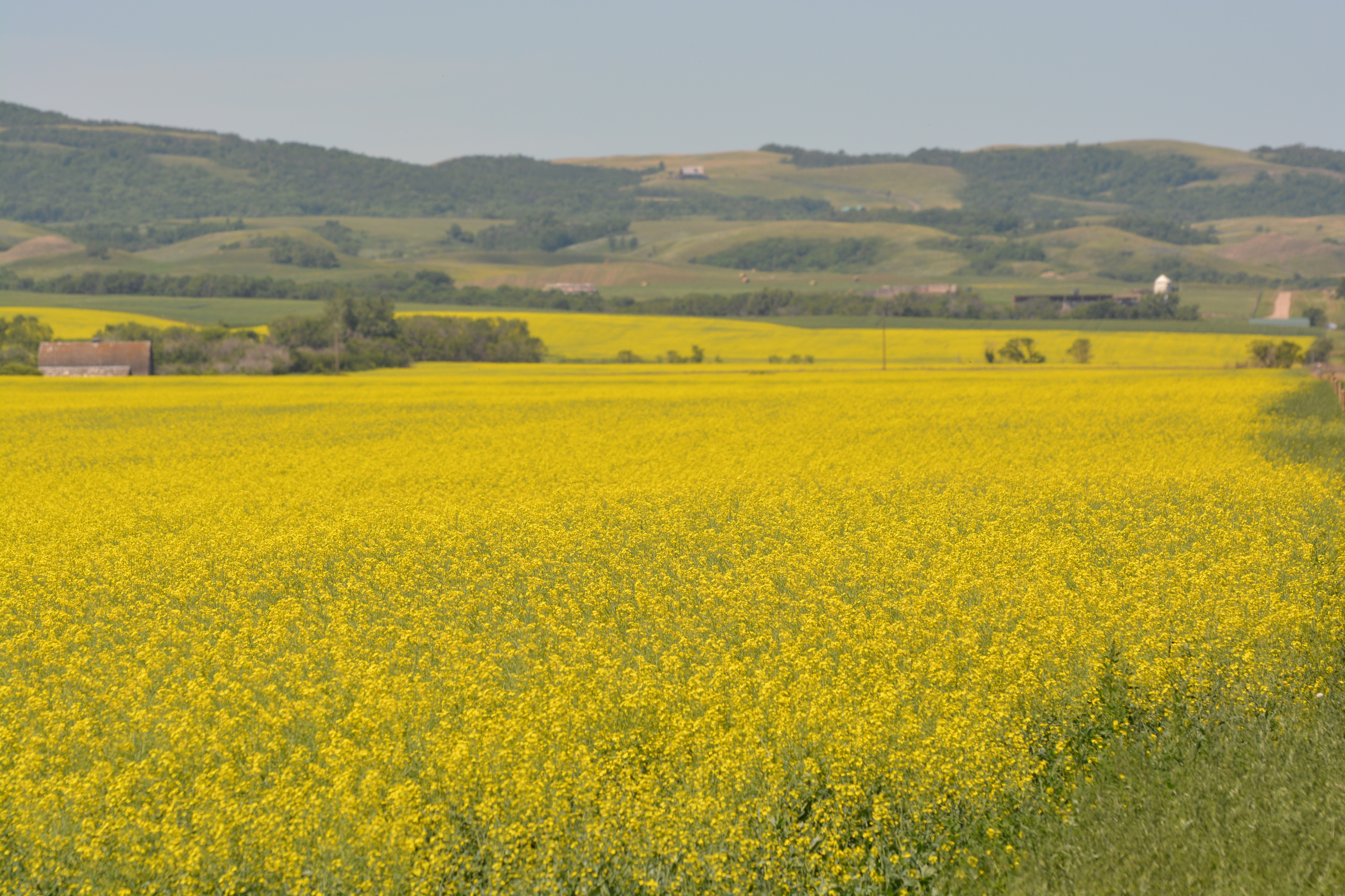 Flowering canola