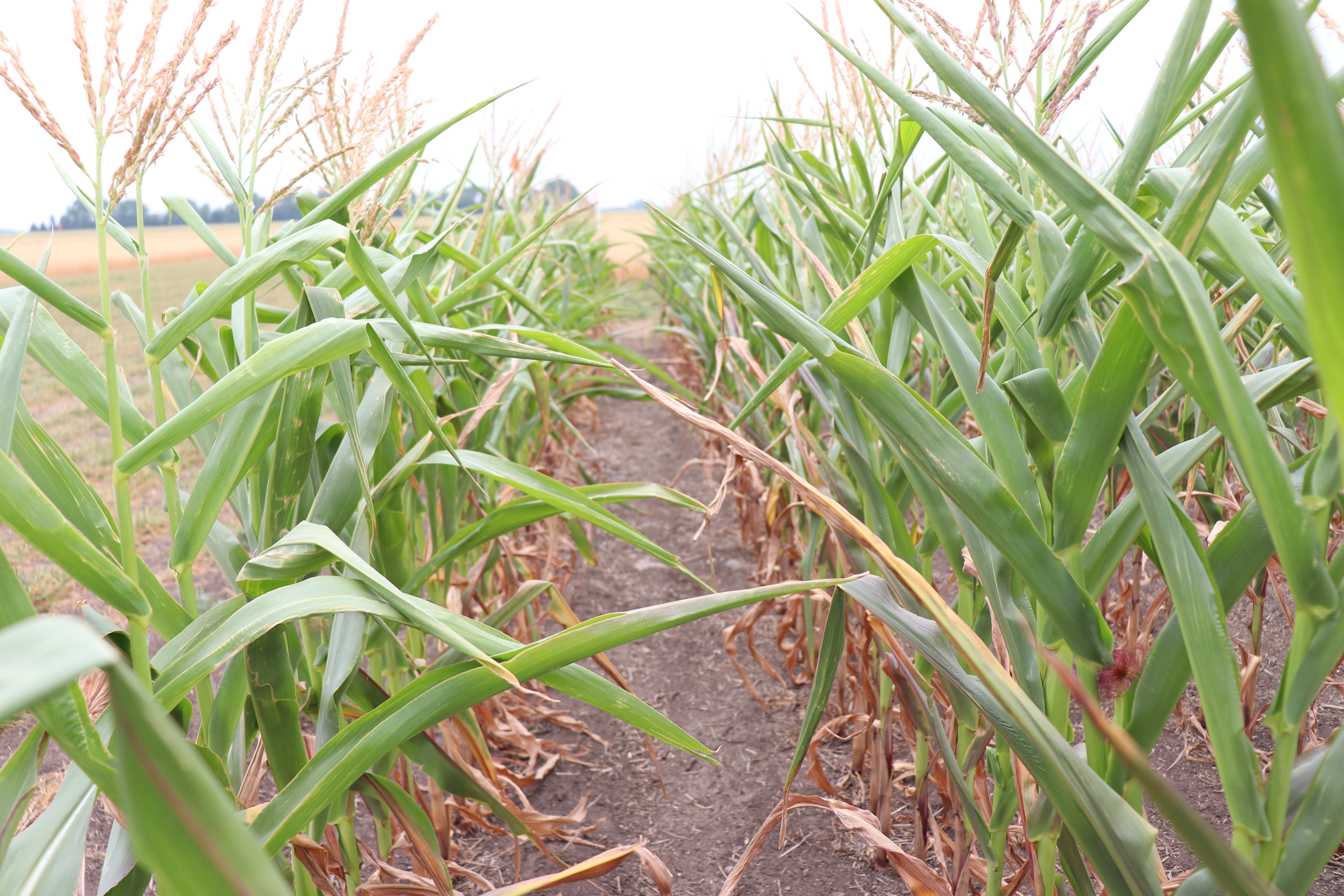Corn heat stress