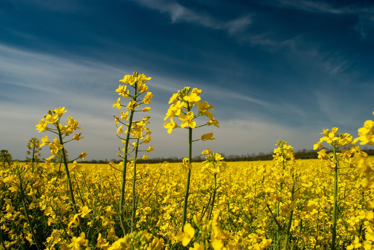 Canola Crop