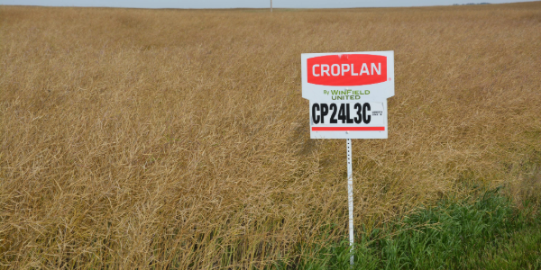 Desiccation in canola
