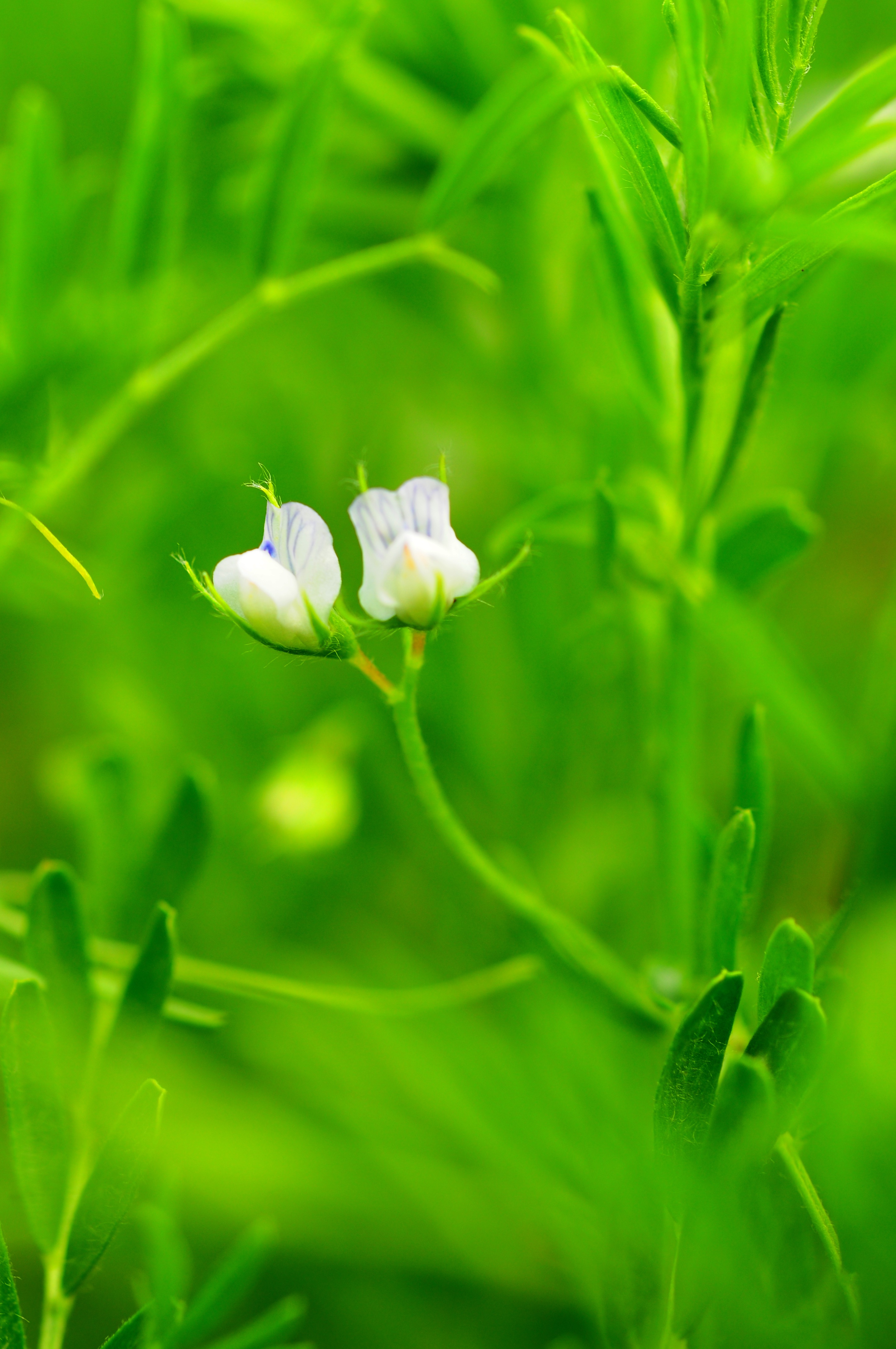 Flowering Lentils