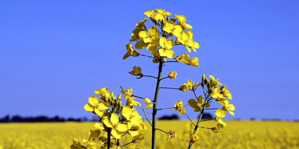 Flowering canola