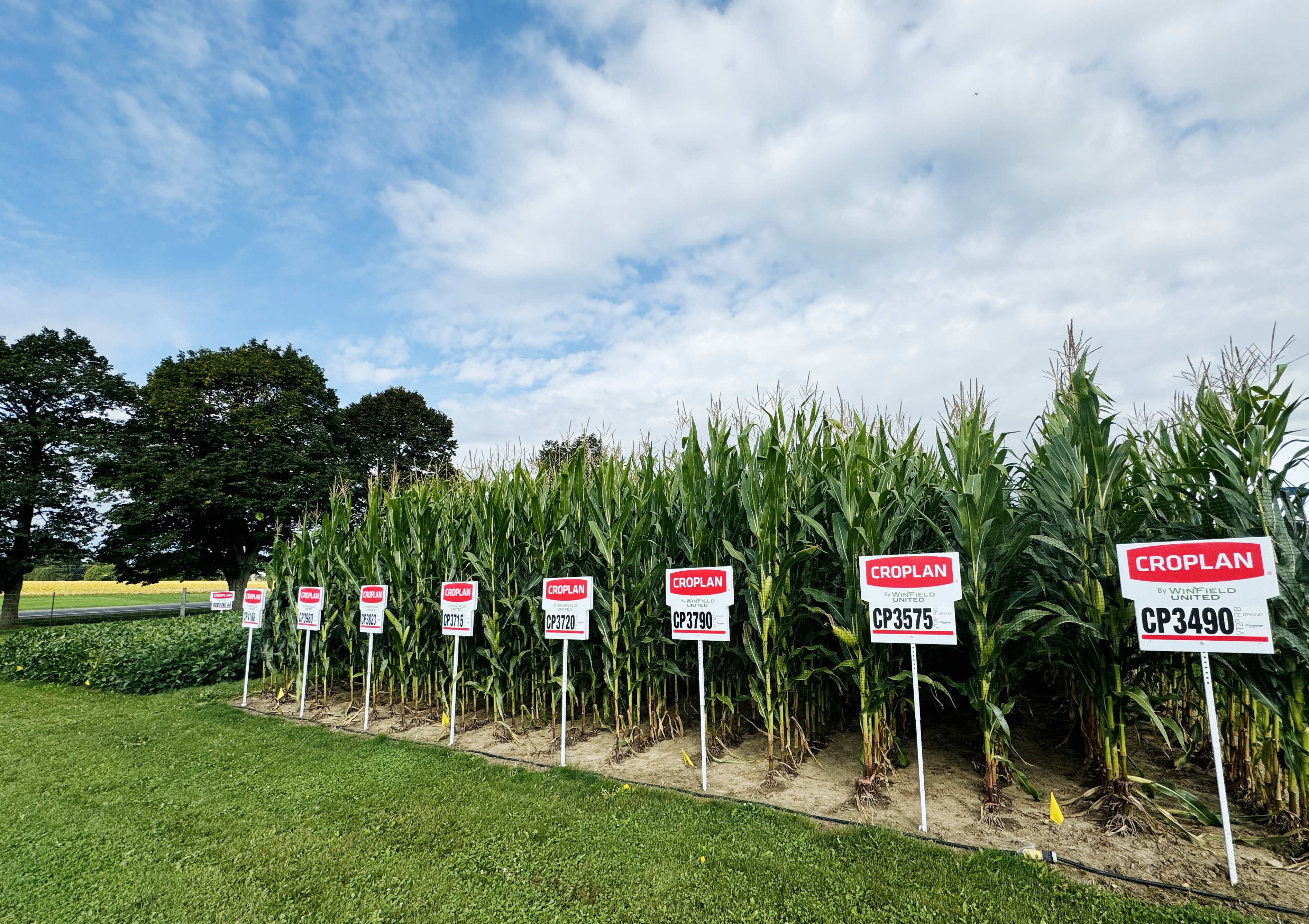 CROPLAN Corn