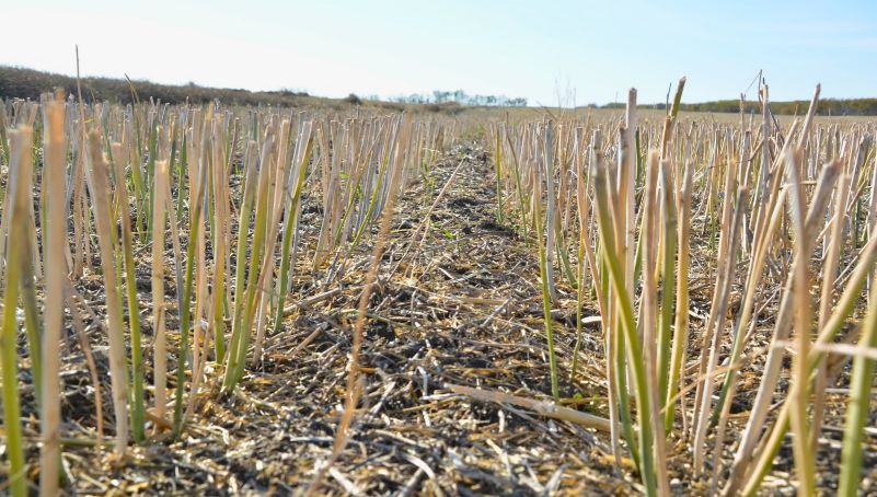 Post-Harvest Canola Stubble