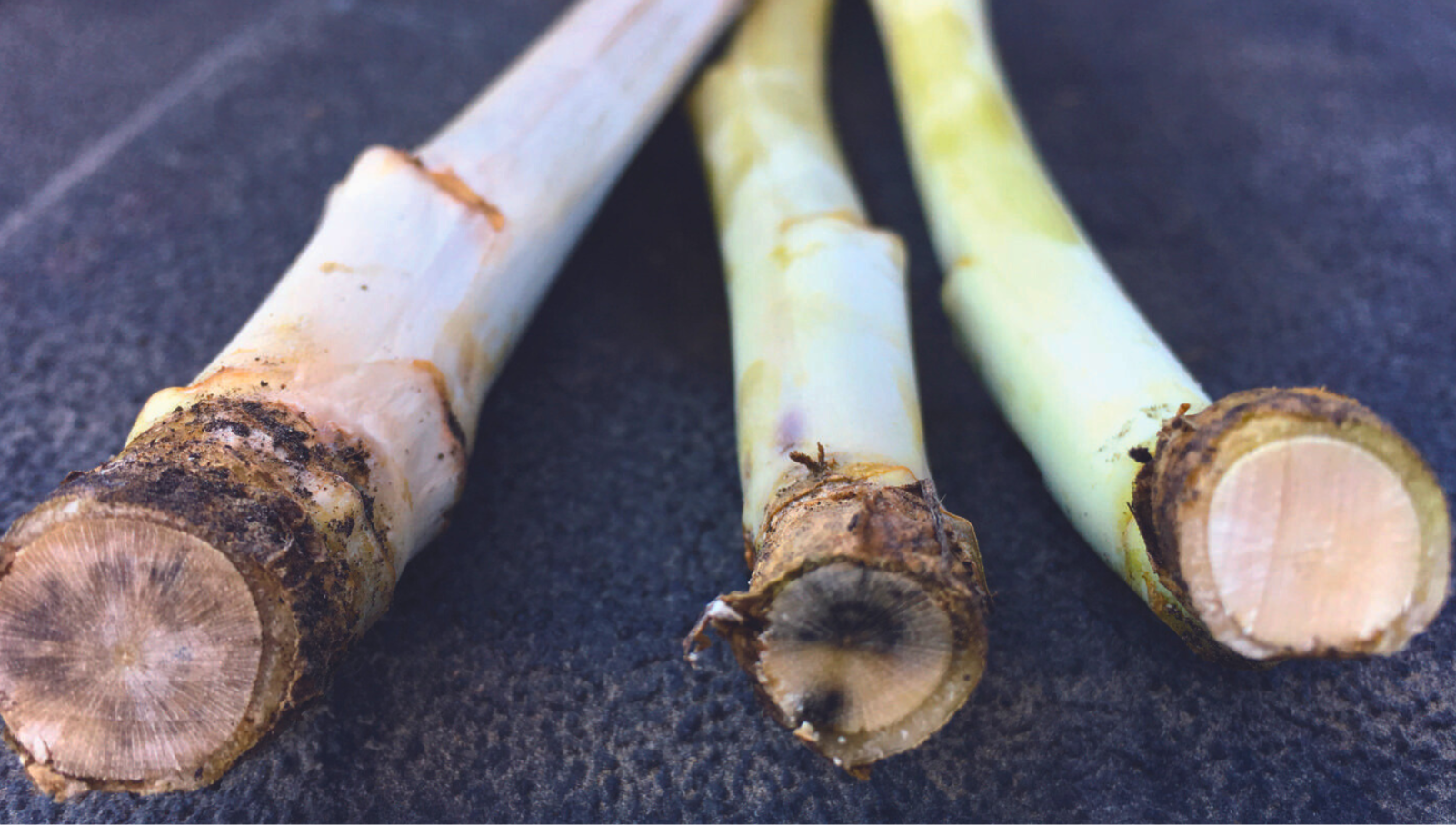 Spotting the Stripe: Verticillium Stripe in Canola