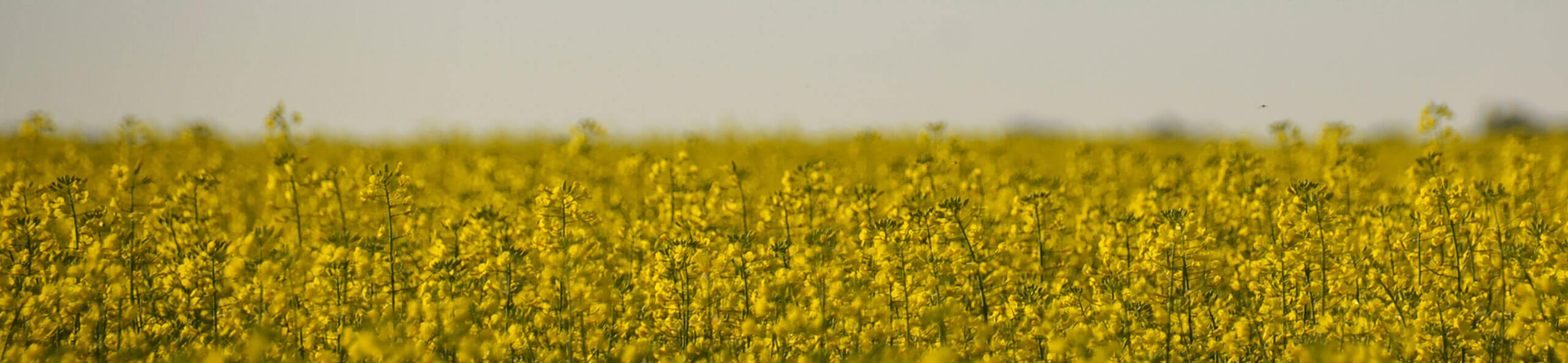 Seed