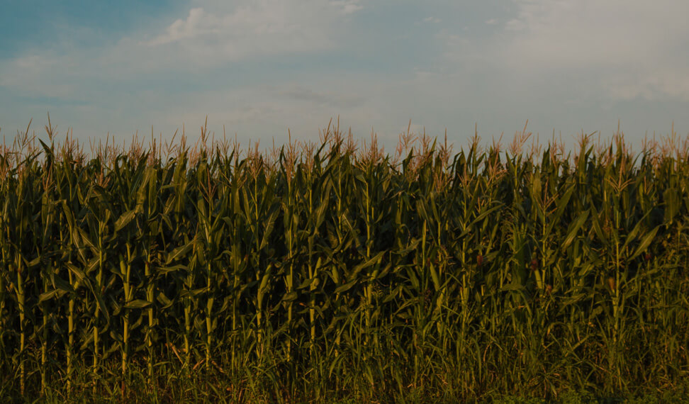 corn-trial
