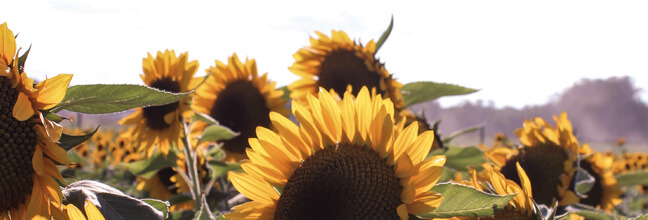 Close-up of a field of sunflowers.