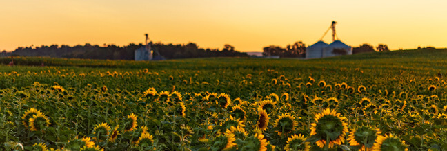 Sunflower farm.