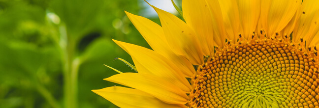 Close-up of yellow sunflower crop.